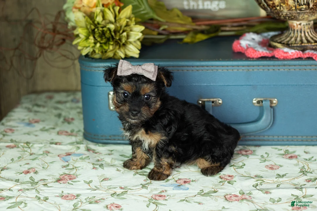Yorkshire Terrier dogs for sale: Lucy  - Ad 3