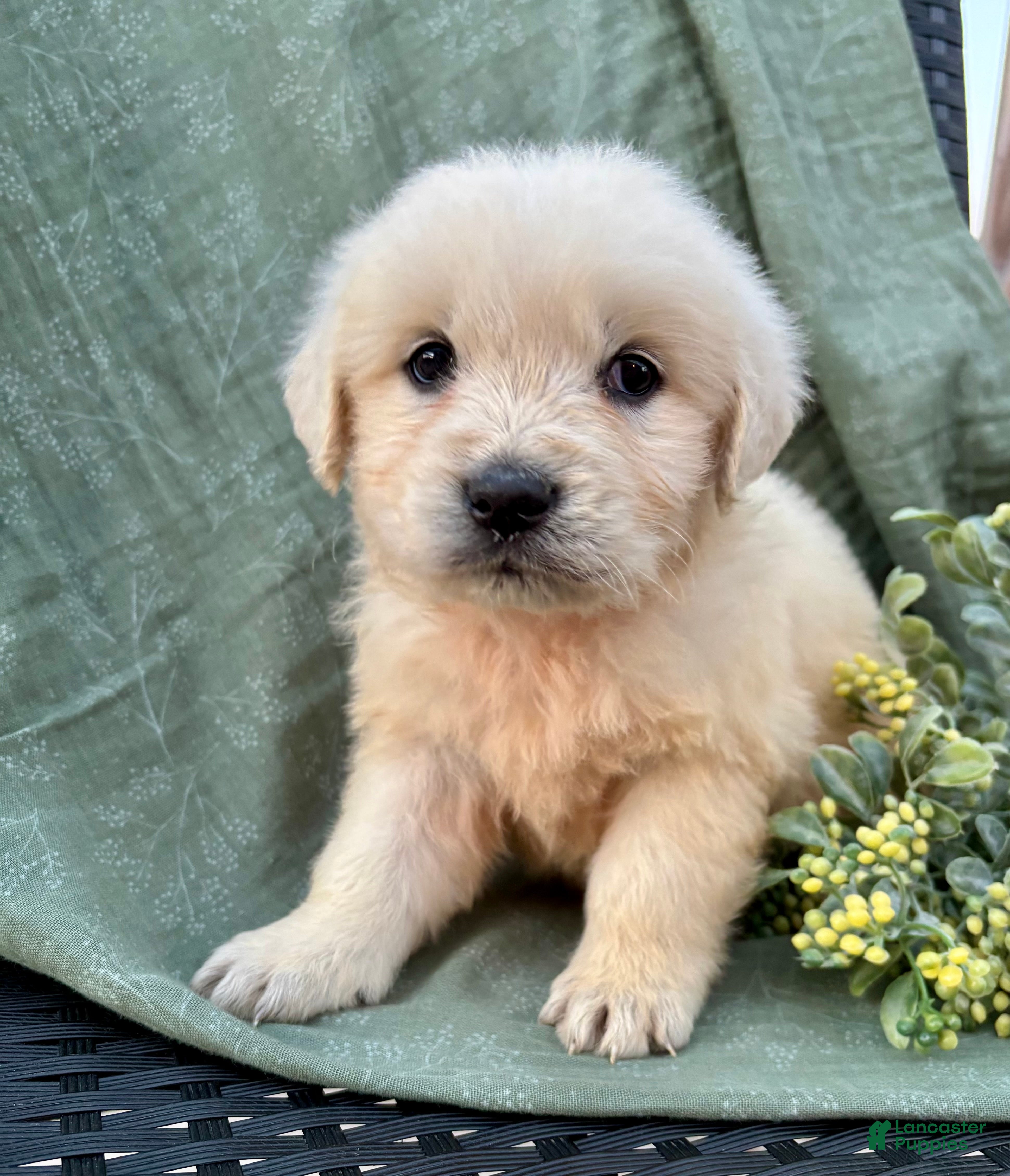 Golden Retriever dogs Rose- English Crème  - Ad 2