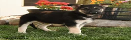 German Shepherd dogs for sale: Freddy - Ad 3