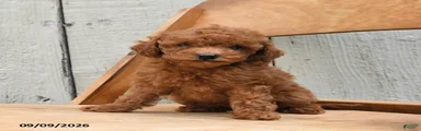 Sandy