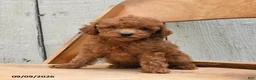 Miniature Poodle dogs for sale: Sandy - Ad 1