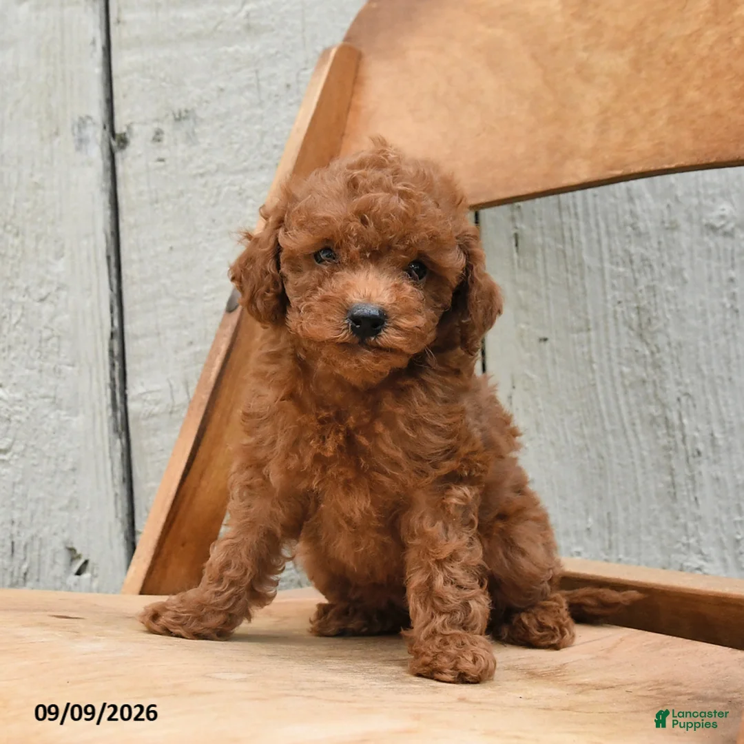 Miniature Poodle dogs for sale: Sandy - Ad 1