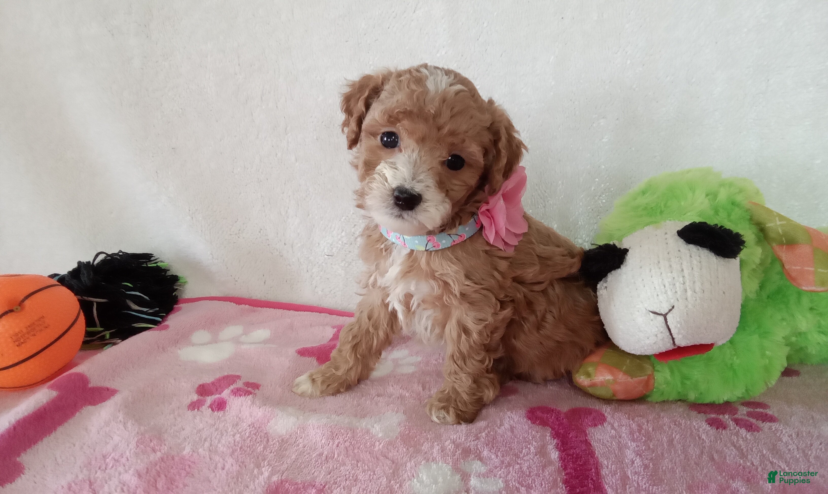 Cavapoo dogs Potato  - Ad 30