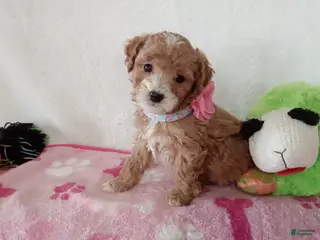 Cavapoo dogs Potato - Ad 30