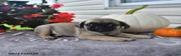 Puggle dogs for sale: Russet - Ad 3