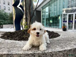 Cavapoo dogs Major - Ad 16