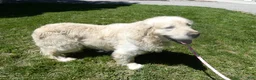 Golden Retriever dogs for sale: Golden Retriever Puppy1 Jack - Ad 4