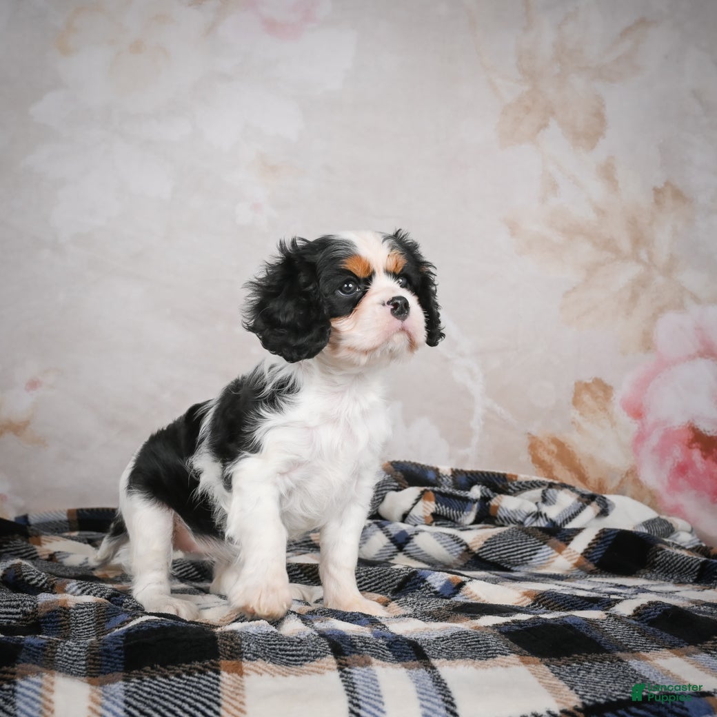 Cavalier King Charles Spaniel dogs Maggie - Ad 12