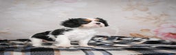 Cavalier King Charles Spaniel dogs for sale: Maggie - Ad 12