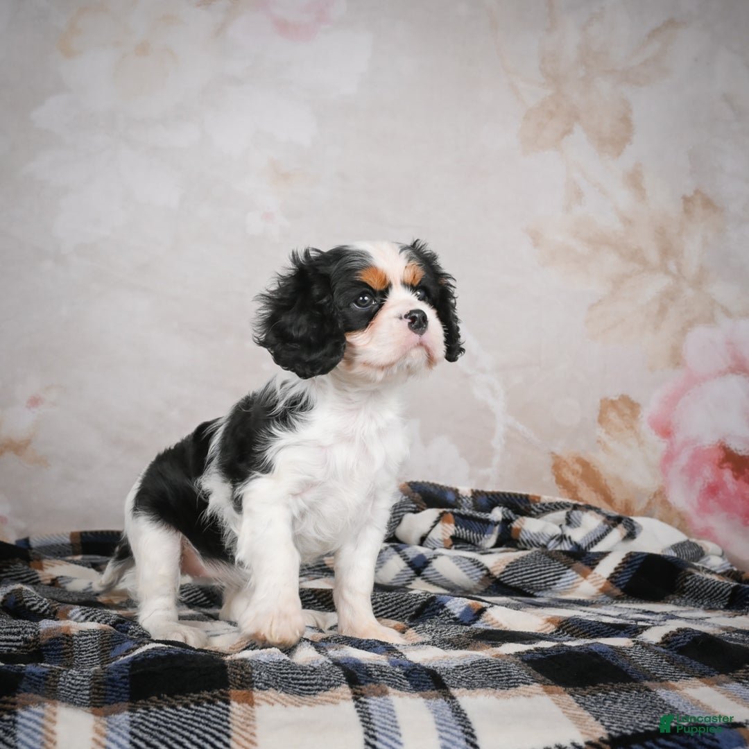 Cavalier King Charles Spaniel dogs for sale: Maggie - Ad 12