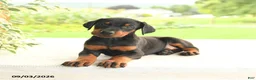 Doberman Pinscher dogs for sale: Astro - Ad 4