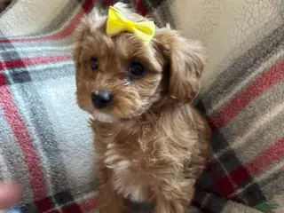 Cavapoo dogs Charlie Cavapoo Puppy 4 - Ad 35