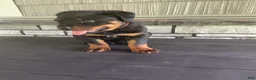 Rottweiler dogs for sale: Rottweiler 1 - Ad 6