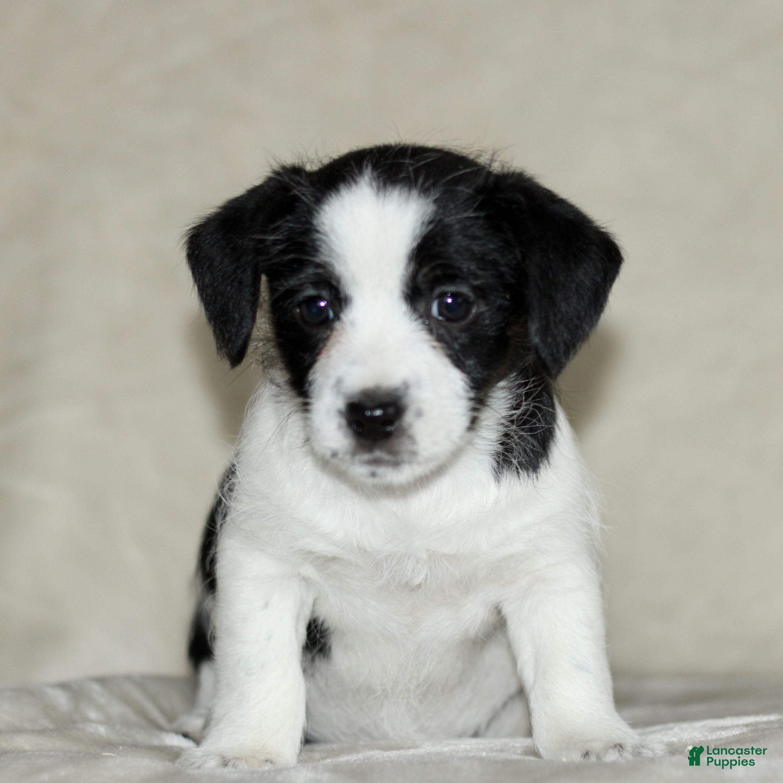 Mixed Breed dogs Lilac  - Ad 28