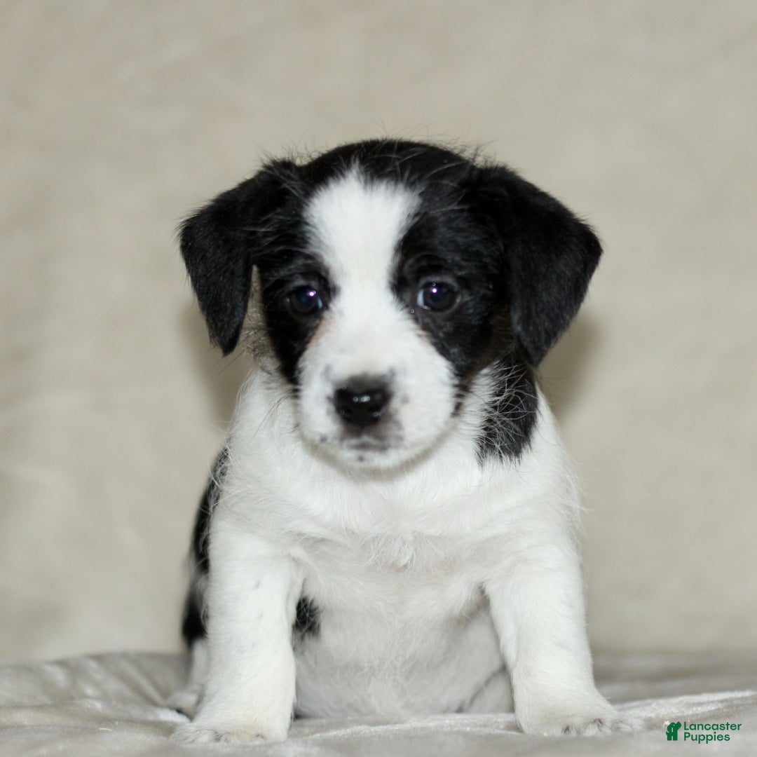 Mixed Breed dogs for sale: Lilac  - Ad 1