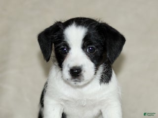 Mixed Breed dogs Lilac - Ad 30