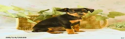 Miniature Pinscher dogs for sale: Rodney - Ad 4