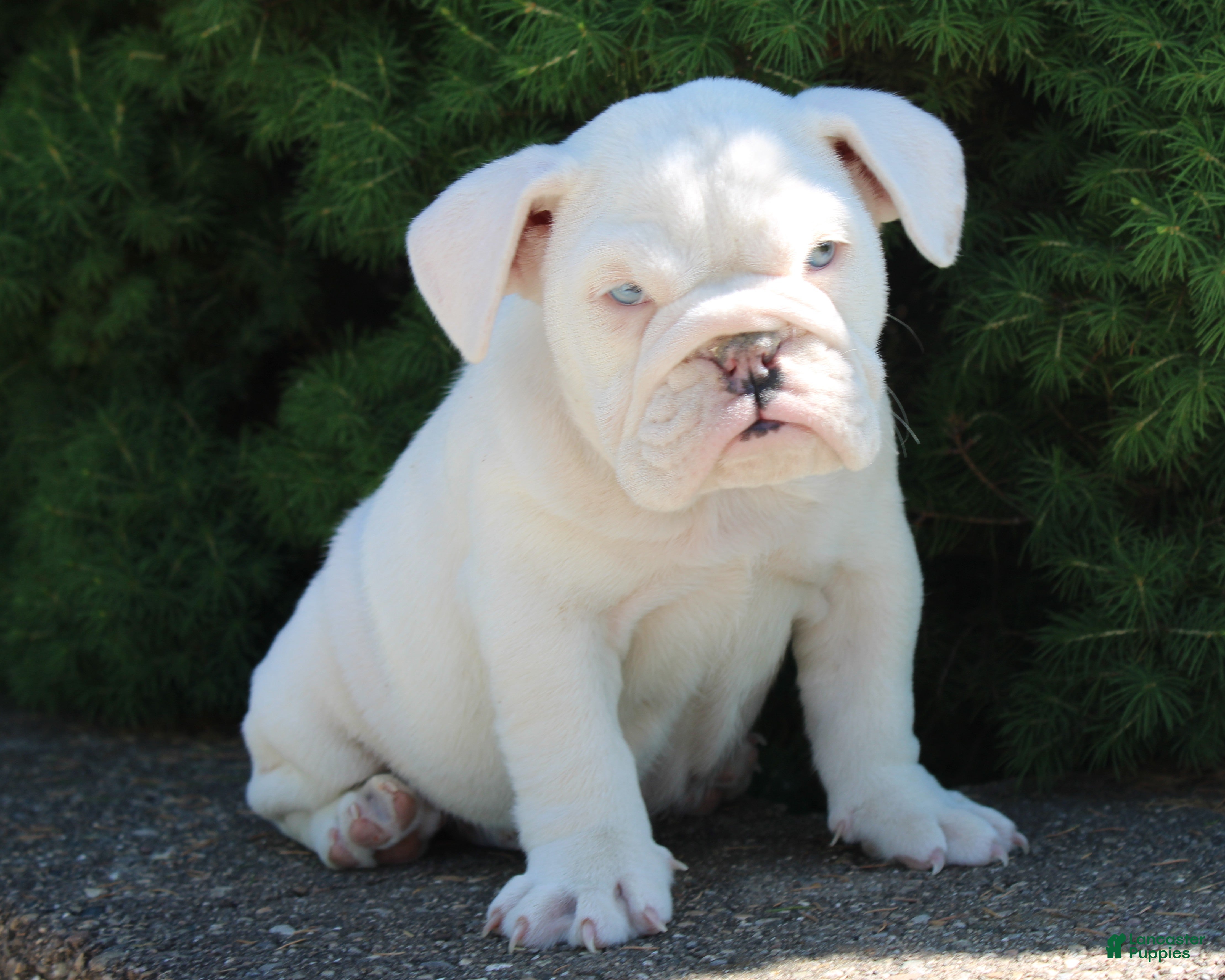 English Bulldog dogs for sale: Zoey - Ad 8