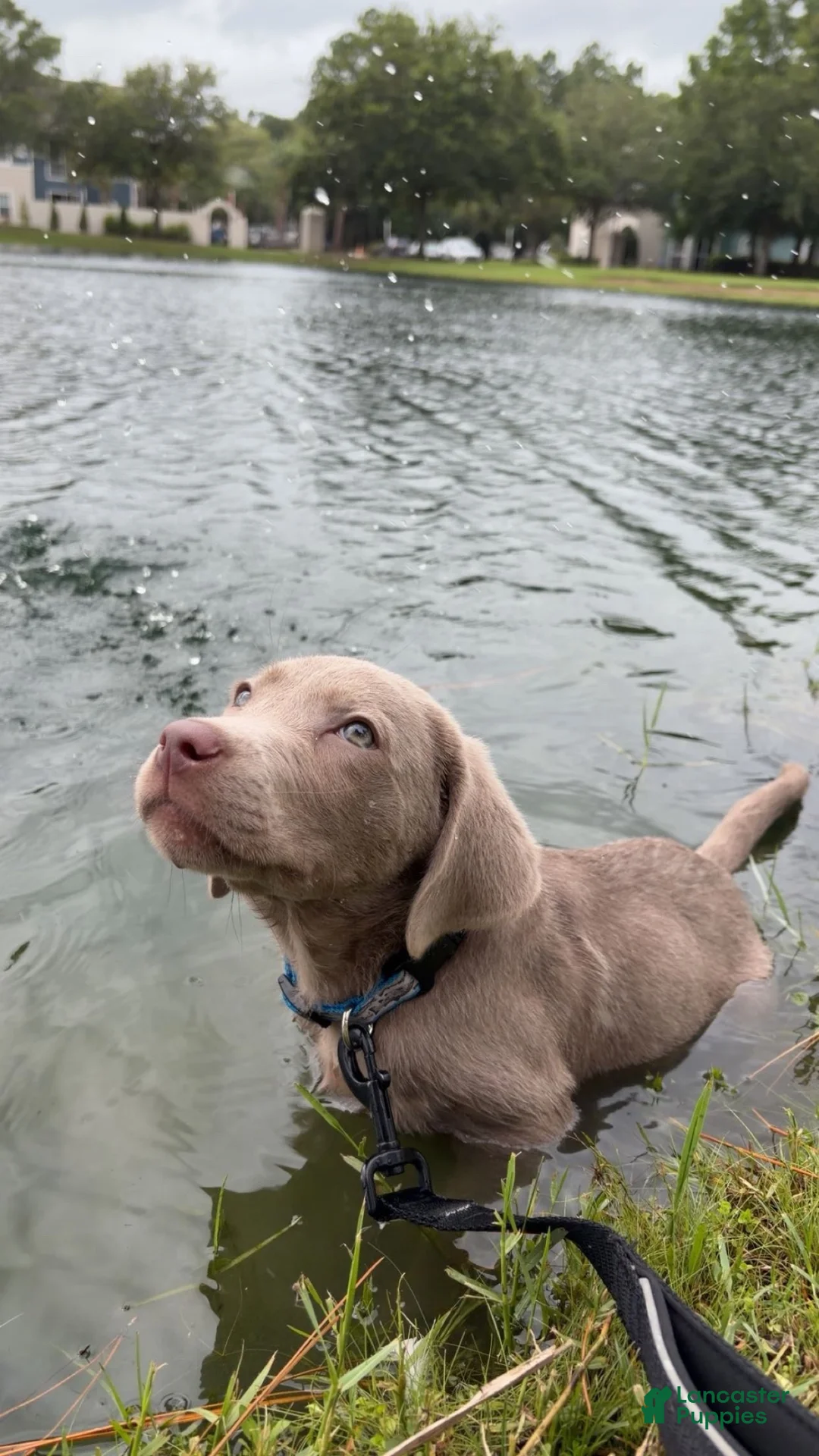 Labrador Retriever dogs for sale: Cowboy - Ad 2