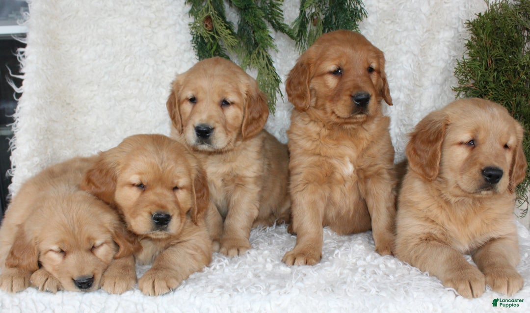Golden Retriever dogs for sale: Bruno - Ad 6