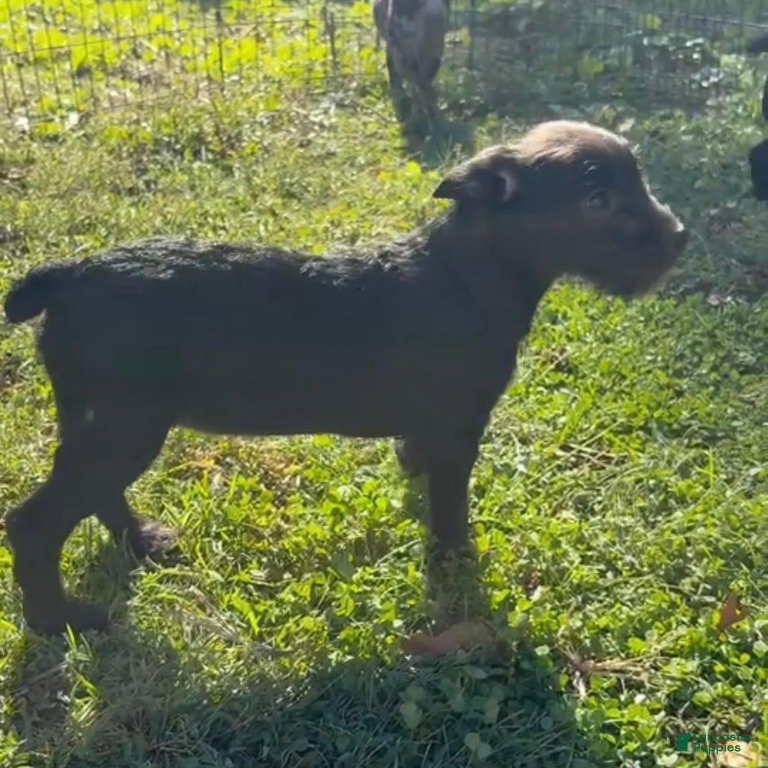 Mixed Breed dogs for sale: Rex - Ad 1