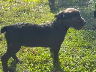 Mixed Breed dogs Rex - Ad 28