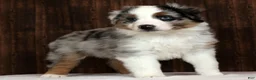 Miniature Australian Shepherd dogs for sale: Blue Bell - Ad 4