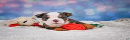 English Bulldog dogs for sale: Bruno - Ad 6