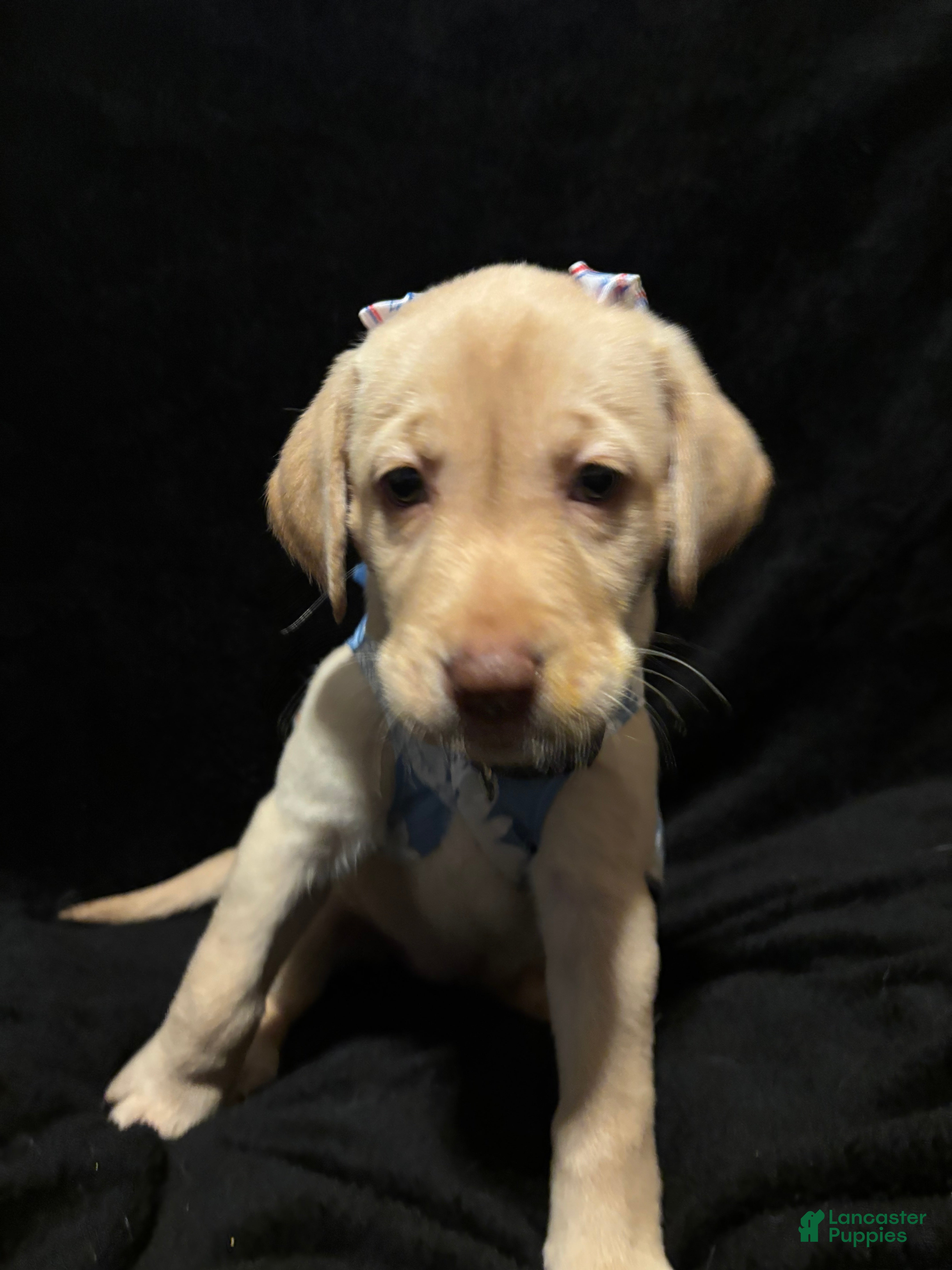Labrador Retriever dogs Poppy (purple)  - Ad 15
