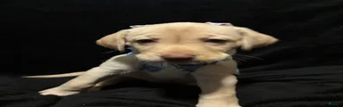 Poppy (purple) 