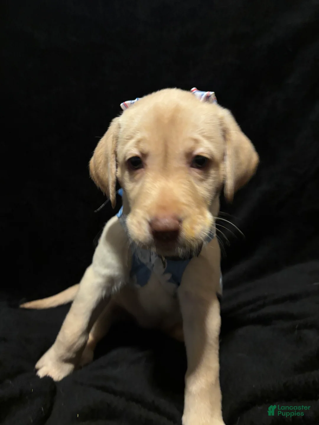 Labrador Retriever dogs for sale: Poppy (purple)  - Ad 1