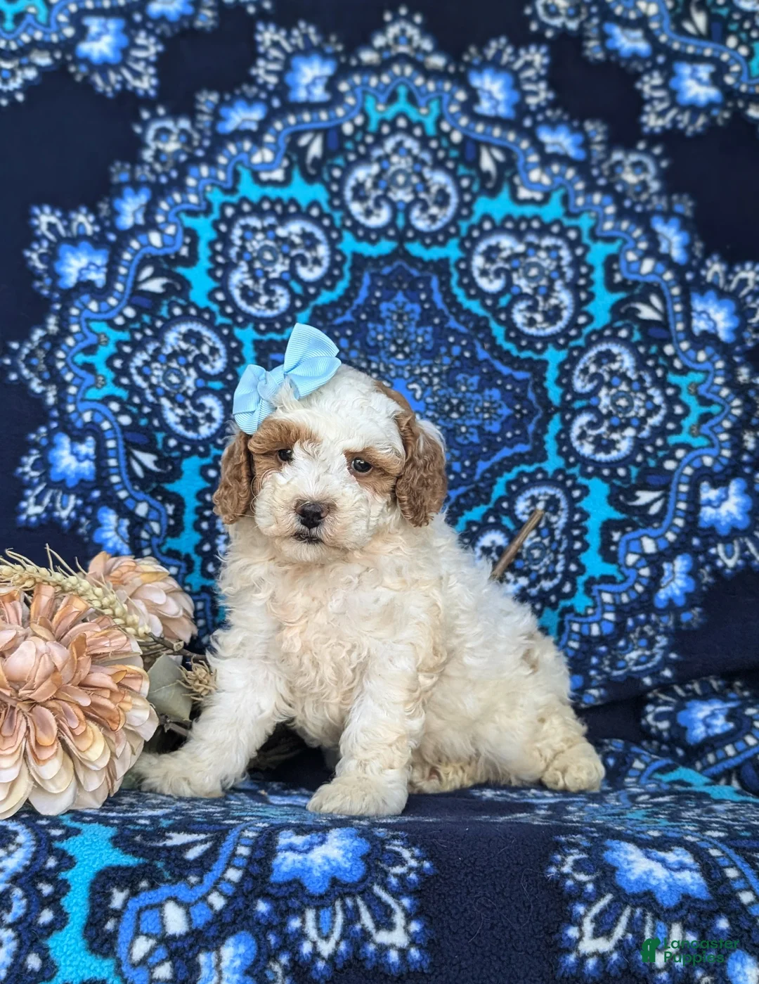 Miniature Poodle dogs for sale: Carissa - Ad 1