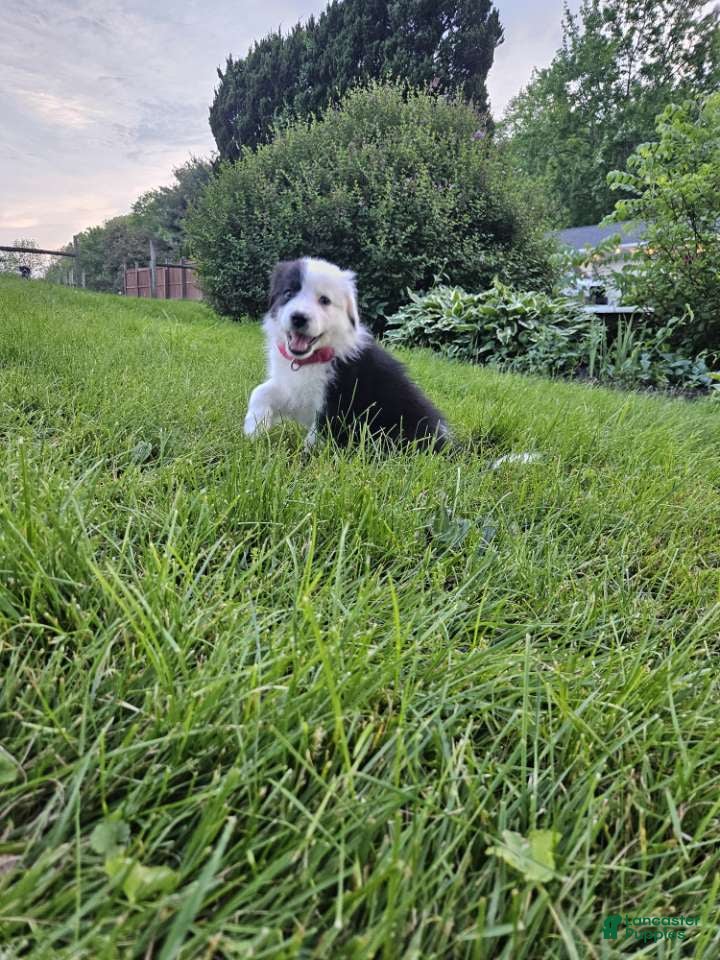 Aussiedoodle dogs Aussiedoodle Puppy 3 - Ad 20