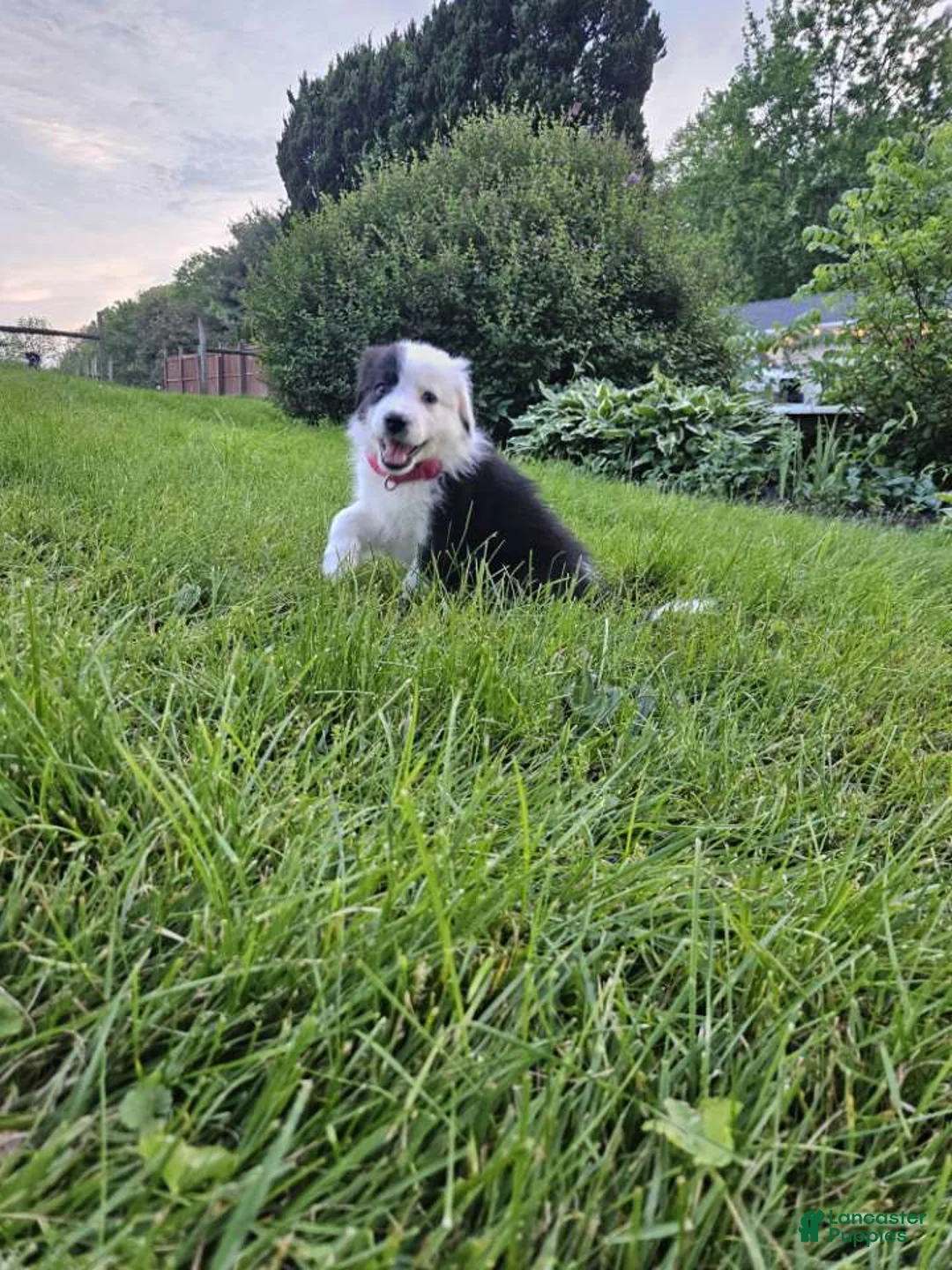 Aussiedoodle dogs for sale: Aussiedoodle Puppy 3 - Ad 1