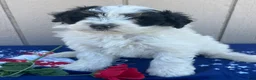 Mini Bernedoodle dogs for sale: Bert - Ad 2