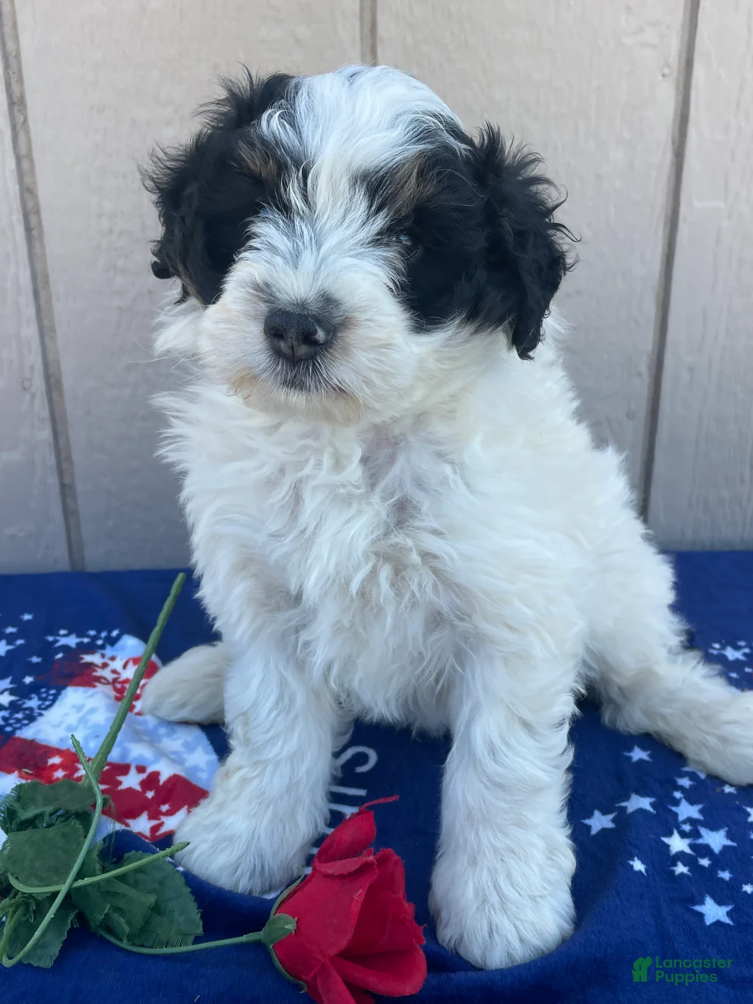 Mini Bernedoodle dogs for sale: Bert - Ad 2