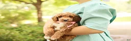 Mini Goldendoodle dogs for sale: Summer - Ad 5