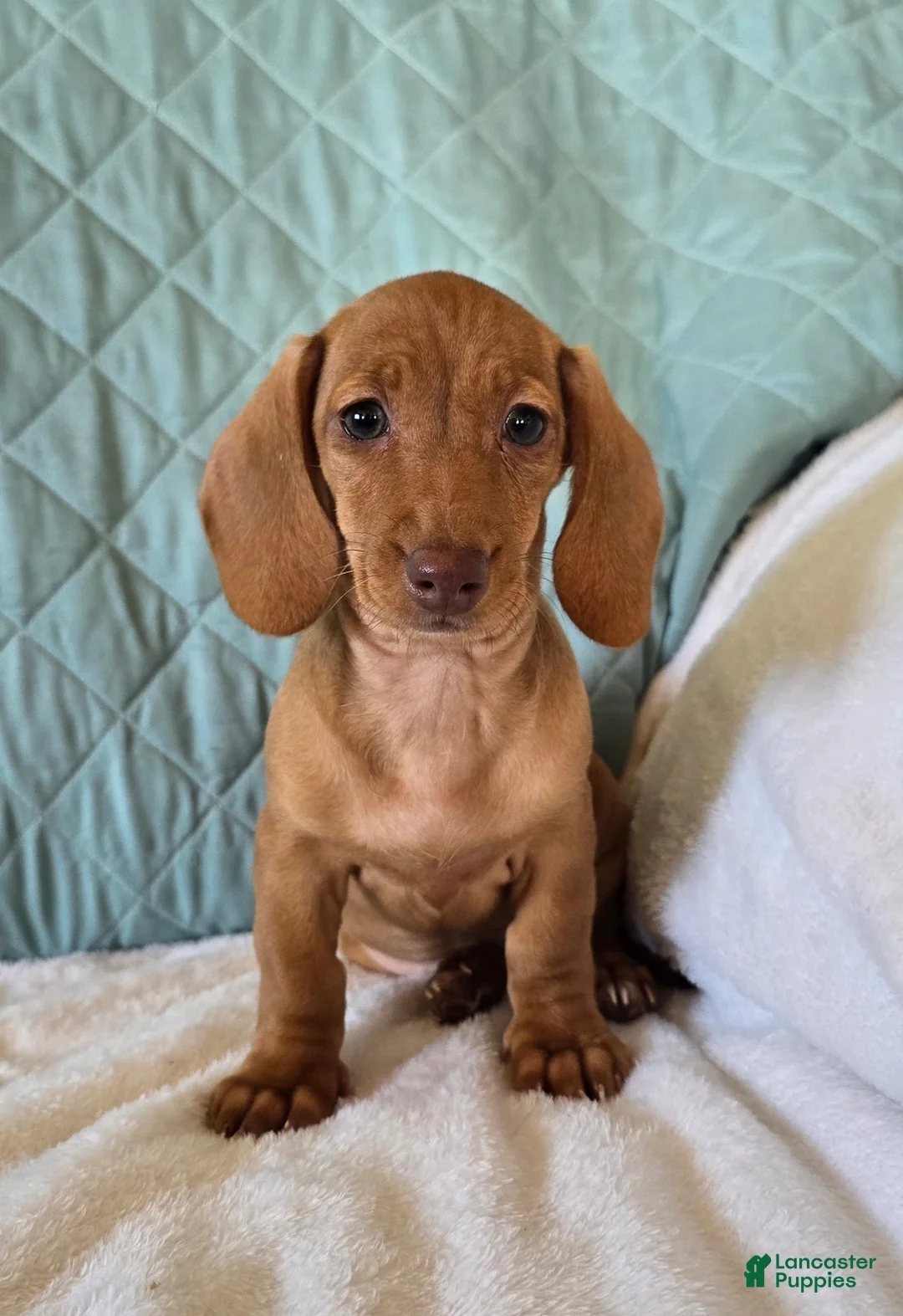 Miniature Dachshund dogs for sale: Faline - Ad 6