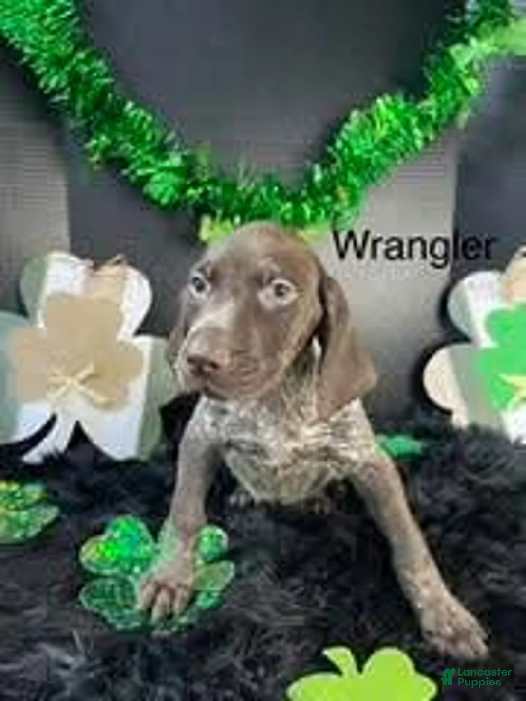 German Shorthaired Pointer dogs for sale: Wrangler - Ad 1