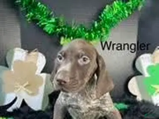 German Shorthaired Pointer dogs Wrangler - Ad 14