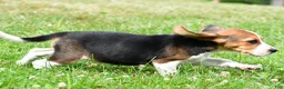 Beagle dogs for sale: Cassandra - Ad 8
