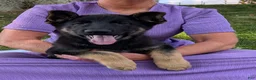German Shepherd dogs for sale: Dani - Ad 23