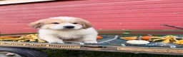 Great Pyrenees dogs for sale: Rover - Ad 4