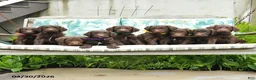 Labradoodle dogs for sale: Mason - Ad 3