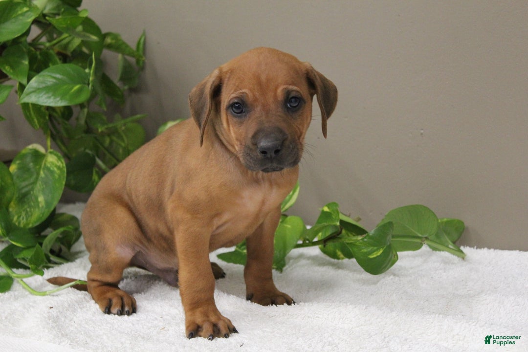 Rhodesian Ridgeback dogs for sale: Buddy - Ad 1