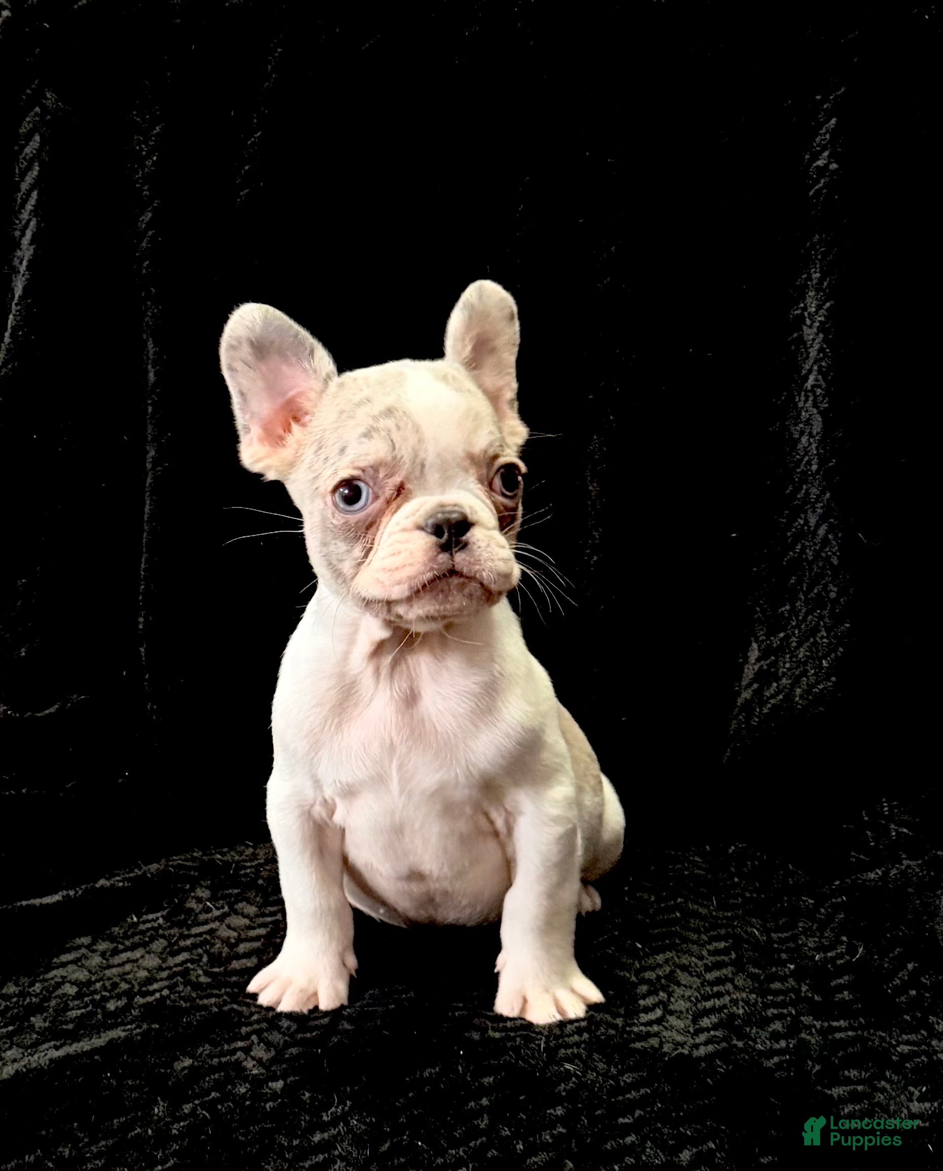 French Bulldog dogs for sale: Chandler  - Ad 2