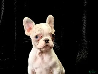 French Bulldog dogs for sale: Chandler - Ad 2