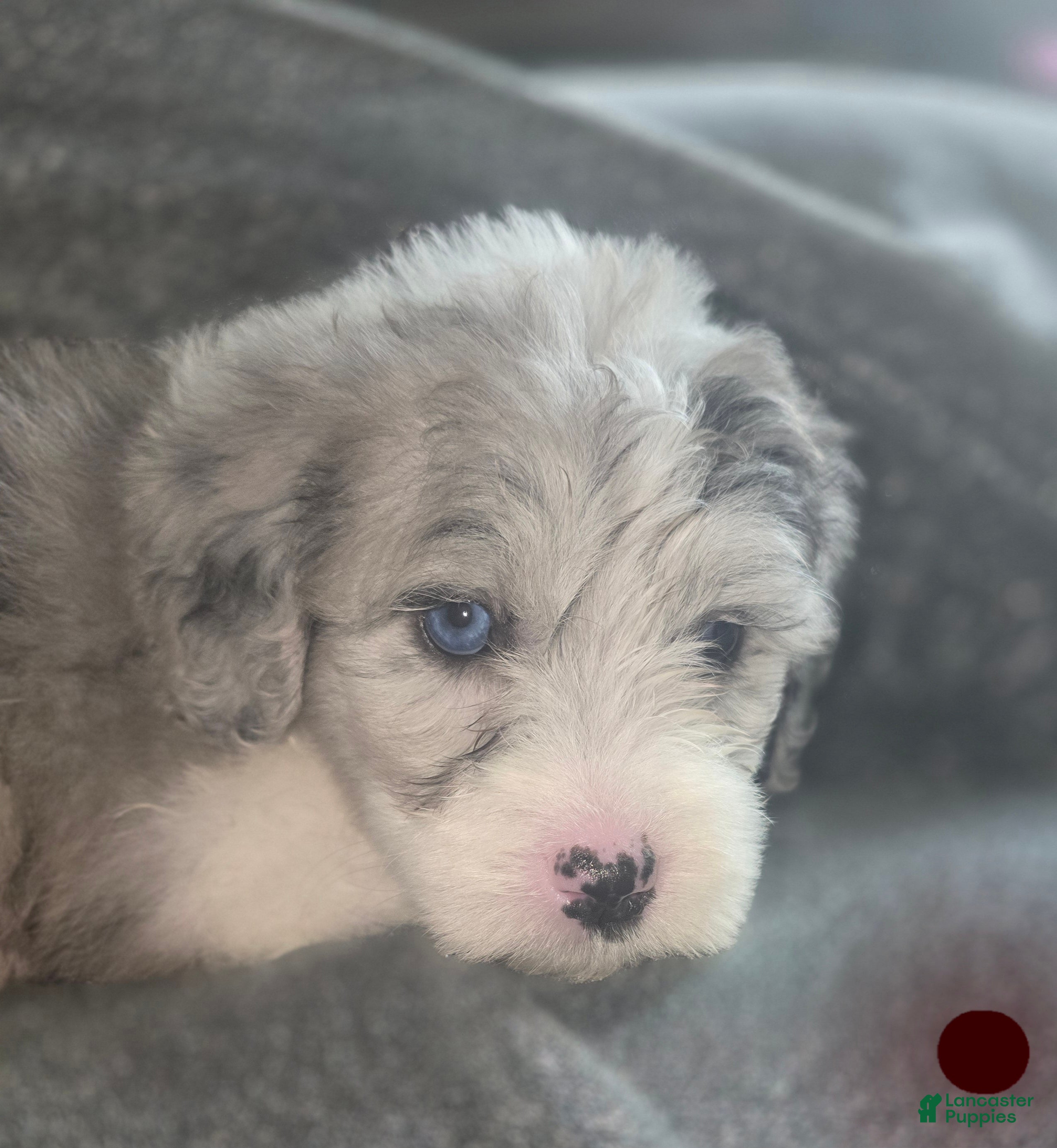 Sheepadoodle dogs Lily- maroon - Ad 31