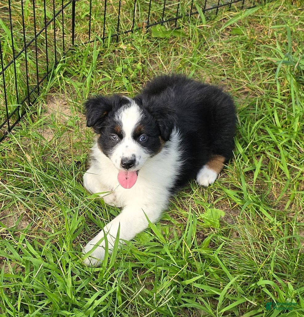 Australian Shepherd dogs Australian Shepherd Female 1 - Ad 2