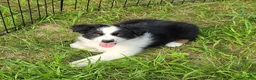 Australian Shepherd dogs for sale: Australian Shepherd Female 1 - Ad 2